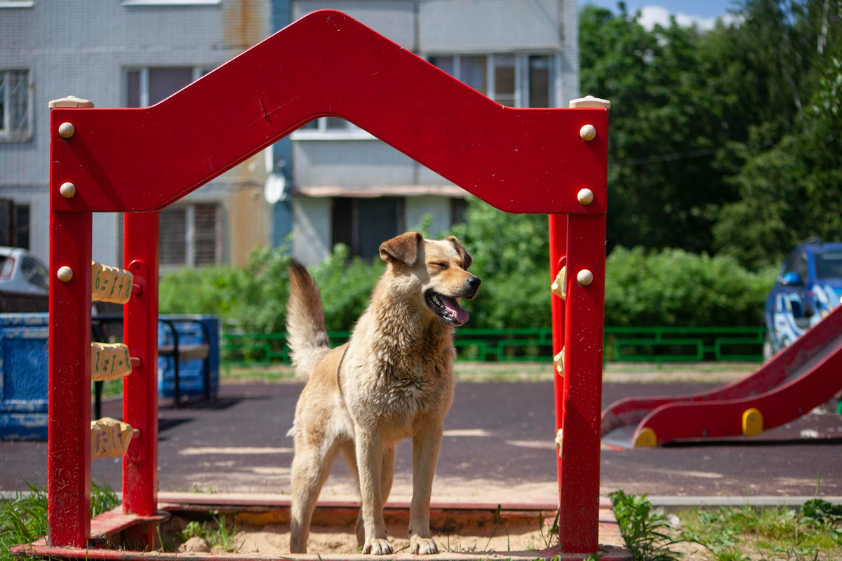 Можно ли выгуливать собак на детской площадке?